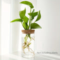 1pc, Hydroponics Plants Desktop Glass Planter Vase For Home Decoration