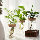 1pc, Hydroponics Plants Desktop Glass Planter Vase For Home Decoration